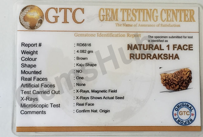 1 Face/Mukhi Certified Rudraksha Premium Quality